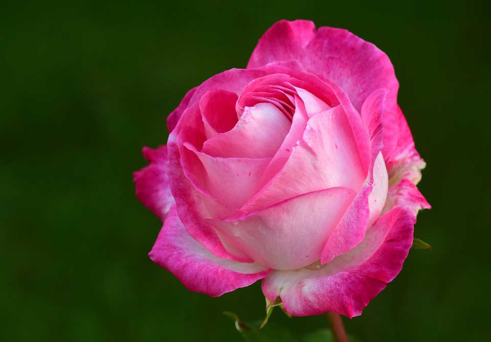 fresh flower rose